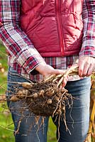 Gardener holding Dahlia tubers. Digging up Dahlia tubers to put into storage overwinter