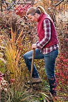 Woman working in the garden in Autumn. Planting perennials. Dividing grasses.