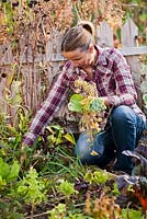 Clean up vegetable garden in autumn. Remove all of the spent plant material from the garden. Removing infected and dead leaves November.