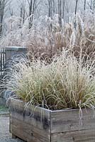 Raised bed planted with grasses Cortaderia Selloana in winter frost.