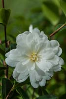 Camellia sasanqua 'Fuji no yuki' 