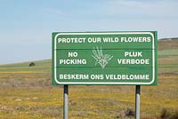Tinie Versfeld Wild Flower Reserve, Darling, Western Cap, South Africa