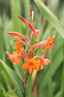 Watsonia pillansii, Cape Town, South Africa 