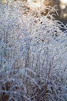 Panicum Virgatum 'Strictum' in winter frost.