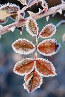 Rosa - Frosted Rose foliage