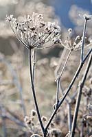 Foeniculum vulgare - Frosty Fennel