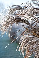 Miscanthus sinensis 'Strictus' with frost