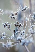 Foeniculum vulgare - Frosty Fennel seeds