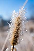 Pennisetum 'Red Buttons' in winter covered with frost and drops.