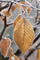 Carpinus betulus - frosted leaves of Hornbeam.
