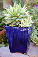 Variegated Aloe brevifolia in ceramic blue pot. Jim Bishop's Garden. San Diego, California, USA. August.
