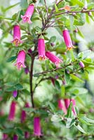 Correa 'Dusky Bells' plant portrait of pink flowers. Jim Bishop's Garden. San Diego, California, USA. August.