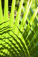 Washingtonia robusta frond, Mexican fan palm. Jim Bishop's Garden. San Diego, California, USA. August.