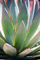 Agave 'Blue Glow', close up of sharp, spiky foliage with red edges. Jim Bishop's Garden. San Diego, California, USA. August.
