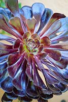 Aeonium Zwartkop, close up. Jim Bishop's Garden. San Diego, California, USA. August.