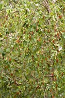Betula utilis var. jacquemontii - Himalayan Birch
