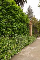 Privacy hedge of Prunus laurocerasus with a border of Trachelospermum jasminoides - May in California.
