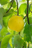 Cydonia oblonga - Quince fruit