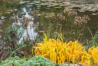 Agapanthus africanus seedheads and foliage in autumn beside pond