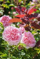 Rosa 'Wildeve' with cotinus