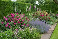 Rosa 'Darcey Bussell' and Rosa 'Wild Edric' in a border with nepeta, foxgloves and geraniums beside yew hedge.