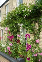 Small front garden with hollyhocks and Rosa 'New Dawn'