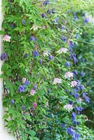 Clematis macropetala - pink and blue forms - growing together on a wall.
