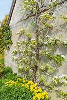 Pyrus - Espalier pear trained on a wall