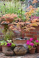 Outdoor pot display. Acer palmatum 'Sangokaku', Aeonium arboreum, Heuchera 'Peach Flambe', Pelargonium and Salvia microphylla 'Royal Bumble'. The Coach House