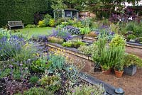 Raised beds with perennials and herbs at The Coach House. Rosemary in pots, Sedum, Dianthus, Lavandula 'Hidcote', Eschscholzia californica.