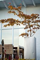 Acer palmatum in container on patio. Van de Voorde garden. Desigh: Tom de Witte