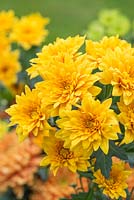 Chrysanthemum 'Sunny Margaret'