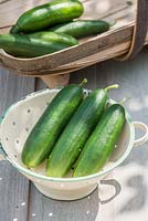 Mini cucumbers