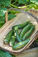 Freshly harvested courgettes in Sussex trug. Cucurbita 'Ambassador' - Courgette