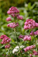 Centranthus ruber - Red Valerian. Fawley House, North Cave, Yorkshire, UK