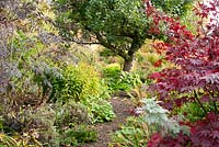 Autumn borders with mixed planting of perennials and shrubs including Acer palmatum 'Bloodgood' and Sambucus by gravel path leading to a mature Malus - Apple tree at Church View Appleby-in-Westmorland, Cumbria. The garden is open for The National Garden Scheme 