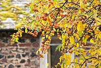 Malus hupehensis - crab apple fruits and autumn foliage in sunshine at Church View Appleby-in-Westmorland, Cumbria. The garden is open for The National Garden Scheme 