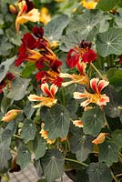 Tropaeolum Flame Thrower 'Cream and Red Bicolor' and 'Burgundy'