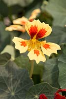 Tropaeolum Flame Thrower 'Cream and Red Bicolor'