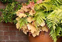 Decorative pot with Heuchera 'Caramel' and  Dryopteris erythrosora AGM - Japanese shield fern, Buckler fern by brick wall with trained Pyracantha. September