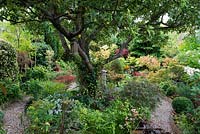 A town garden with island bed surrounding an old apple tree. In pot at front right, Acer palmatum dissectum 'Orangeola', Pachysandra terminalis. Euphorbia robbiae, pulmonaria and Hakonechloa macra.