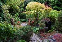 A lush town garden with cannas, begonia,  topiary yew and a container group planted with Acer 'Linearilobum', 'Peve Dave' and Winter Flame'.