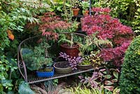 A metal garden bench with containers planted with Acer 'Shaina', bonsai Acer 'Trompenburg Red' - left red pinkish leaves, Acer 'Kotohime', bonsai juniper and Loropetalum chinensis.