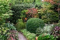 An autumnal border with domed privet, acer trees, Anemanthele lessoniana, Stipa arundinacea, cotoneaster and Viburnum davidiae.