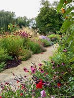 A gravel path between a double herbaceous border planted with Salvia greggii 'Royal Bumble', Echinacea purpurea and 'Magus', Aster frikartii, Penstemon 'Garnet', Stipa gigantea with Helianthus 'Claret' and 'Ruby Sunset'.