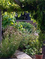 A view from under the Wisteria clad pergola of the Hot Border. Planting includes. Guara lindheimeri, Tithonia rotundifolia, Tulbaghia violacea, Paulownia tomentosa and Melianthus major.