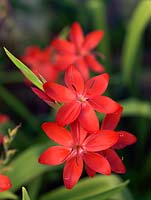 Schizostylis coccinea, Kaffir lily, a rhizomatous perennial bearing spikes of cup-shaped, scarlet flowers in autumn.