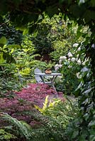 A view from beneath an ivy swag of a secluded seating area surrounded with shade tolerant plants including Acer, Hydrangea, bamboo and ferns.