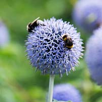Echinops ritro Veitch's Blue, a hardy summer flowering perennial which produces globe shaped blue flowers that attract bees and other insects.