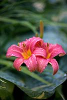 Hemerocallis Pink Damask, daylily, a leafy perennial that bears showy flowers on tall, stiff stems from midsummer. Also an edible flower.